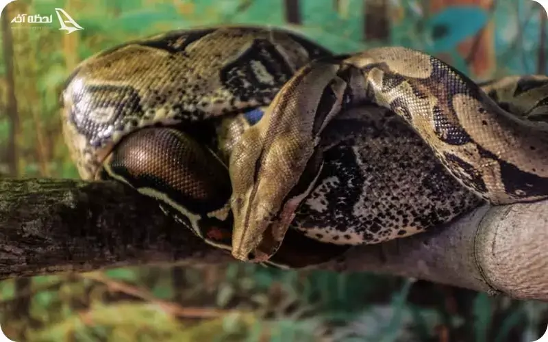 نمایشگاه خزندگان کیش